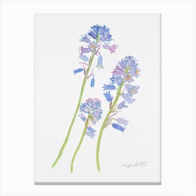 Spanish hyacinth Canvas Print