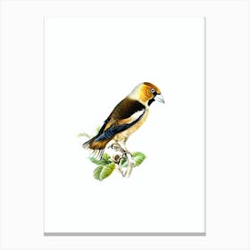 Vintage Hawfinch Bird Illustration on Pure White n.0114 Canvas Print
