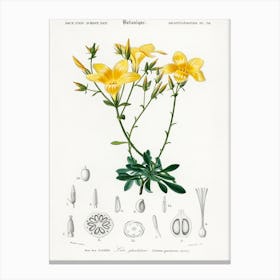 Yellow Flax (Linum Glandulosum), Charles Dessalines D' Orbigny Canvas Print