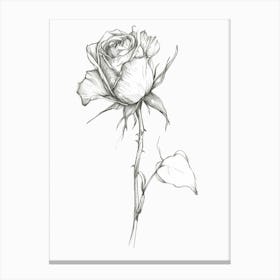 English Rose Black And White Line Drawing 35 Canvas Print