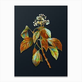 Vintage Climbing Hydrangea Botanical Watercolor Illustration on Dark Teal Blue n.0172 Canvas Print