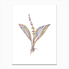 Stained Glass Peliosanthes Teta Mosaic Botanical Illustration on White n.0034 Canvas Print