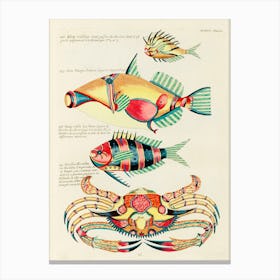 Colourful And Surreal Illustrations Of Fishes And Crab Found In The Indian And Pacific Oceans, Louis Renard(68) Canvas Print