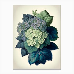 Hydrangea 1 Floral Botanical Vintage Poster Flower Canvas Print
