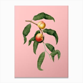 Vintage Peach Botanical on Soft Pink n.0579 Canvas Print