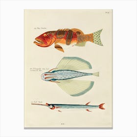 Colourful And Surreal Illustrations Of Fishes Found In Moluccas (Indonesia) And The East Indies, Louis Renard(60) Canvas Print