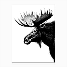 Moose Head With Large Antlers Canvas Print