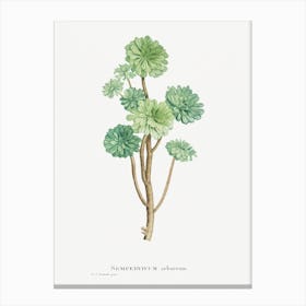 Sempervivum Arboreum, Pierre Joseph Redouté Canvas Print