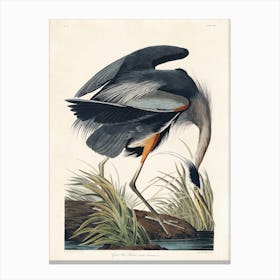 Great Blue Heron, Birds Of America, John James Audubon Canvas Print