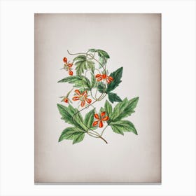Vintage Red Loasa Flower Botanical on Parchment n.0579 Canvas Print