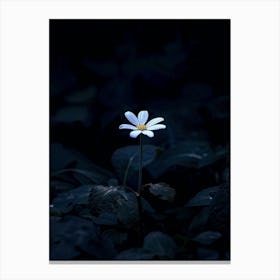 White Daisy In The Dark Canvas Print