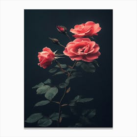 Roses On Black Background Canvas Print