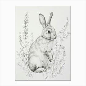 Silver Marten Rabbit Drawing 4 Canvas Print