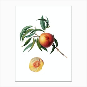 Vintage Peach Botanical Illustration on Pure White n.0084 Canvas Print