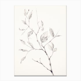 Antique Botanical Sketch Canvas Print