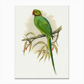 Parrot 5 Canvas Print