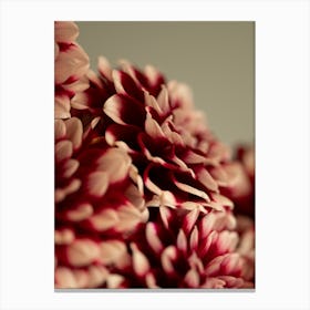 Burgandy red dahlias - winter or fall cozy flowers - stillife photography by Christa Stroo photography Canvas Print