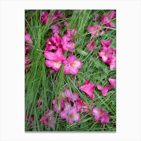Pink rhododendron flowers and blades of grass Canvas Print