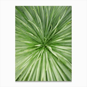 Close up green Palm Tree // Nature Photography  Canvas Print