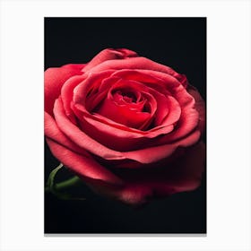 Red Rose 27 Canvas Print