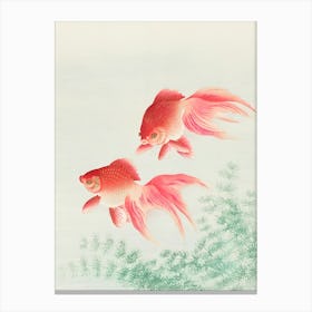 Chinese Goldfish Canvas Print
