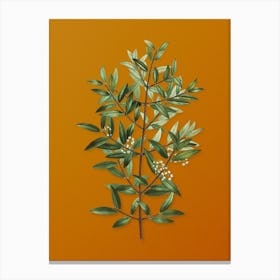 Vintage Phillyrea Tree Branch Botanical on Sunset Orange n.0882 Canvas Print