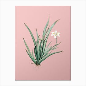 Vintage Fortnight Lily Botanical on Soft Pink n.0135 Canvas Print