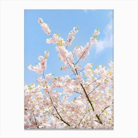 Pastel Pink Blossom Canvas Print
