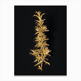 Vintage Rosemary Botanical in Gold on Black n.0326 Canvas Print