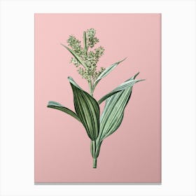 Vintage False Helleborine Botanical on Soft Pink n.0615 Canvas Print