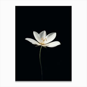 White Lotus Canvas Print