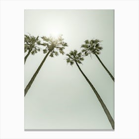 Vintage Palm Trees In The Sun Canvas Print