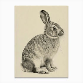 Holland Lop Rabbit Drawing 1 Canvas Print