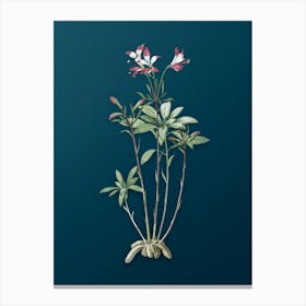 Vintage Lily of the Incas Botanical Art on Teal Blue n.0158 Canvas Print