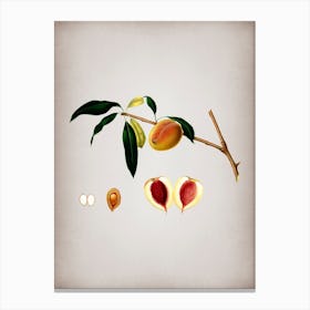 Vintage Peach Botanical on Parchment n.0814 Canvas Print