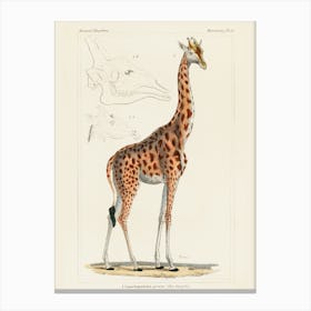 Giraffe 1 Canvas Print