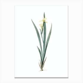 Vintage Yellow Banded Iris Botanical Illustration on Pure White n.0300 Canvas Print