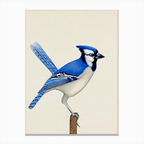 Blue Jay Illustration Bird Canvas Print