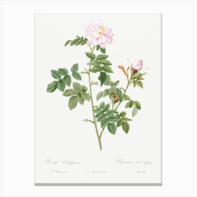 Pale Pink Flower, Pierre Joseph Redoute Canvas Print
