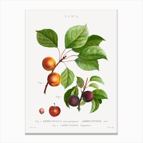 Apricot, Pierre Joseph Redoute Canvas Print