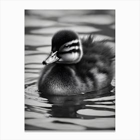 Duckling 0 Canvas Print
