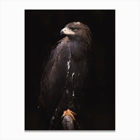 Golden Eagle Portrait Canvas Print