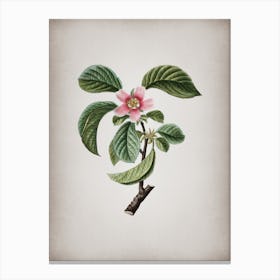 Vintage Chinese Quince Botanical on Parchment Canvas Print