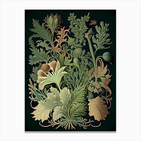 Fo Ti Herb Vintage Botanical Canvas Print
