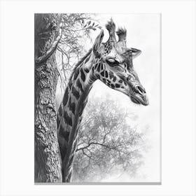Giraffe Scratching Against A Tree Pencil Drawing 2 Canvas Print