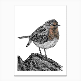 Robin, Bird Illustration  Toile