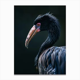 Vulture Canvas Print