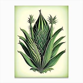 Aloe Vera Leaf Vintage Botanical Canvas Print