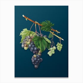 Vintage Grape from Ischia Botanical Art on Teal Blue n.0504 Canvas Print