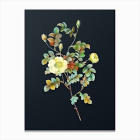 Vintage Yellow Sweetbriar Rose Botanical Watercolor Illustration on Dark Teal Blue n.0849 Canvas Print